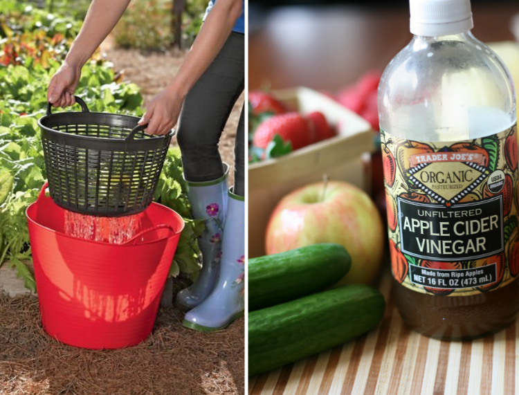 use vinegar to wash garden produce