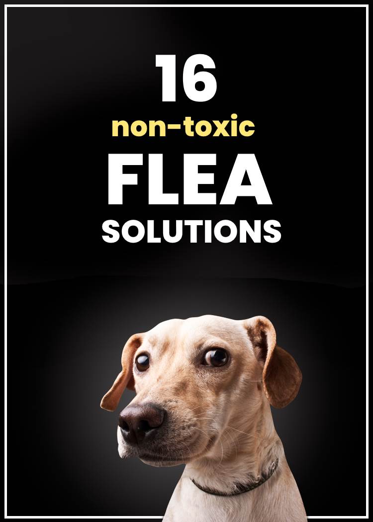 non-toxic diy flea solutions