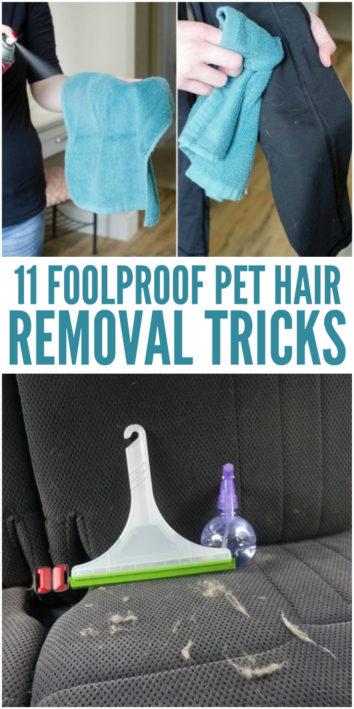 11 Foolproof Pet Hair Removal Tricks You Need to Know