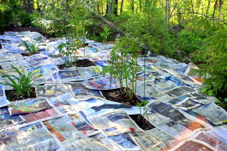 garden covered in layers of newspapers with space left for growing plants in between the newspaper covering. 