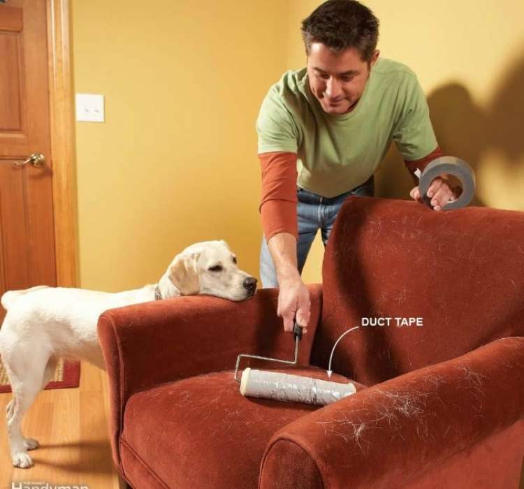Man holding a paint roller with duct tape cleaning hair off his chair with a hairy dog hovering nearby.