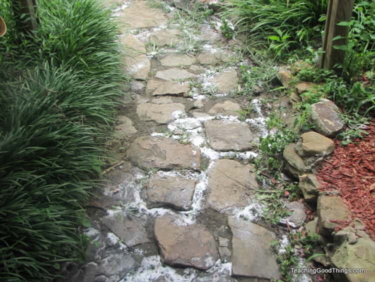 cobblestone path with patches of salt along part of it's length and flanked by green foliage 