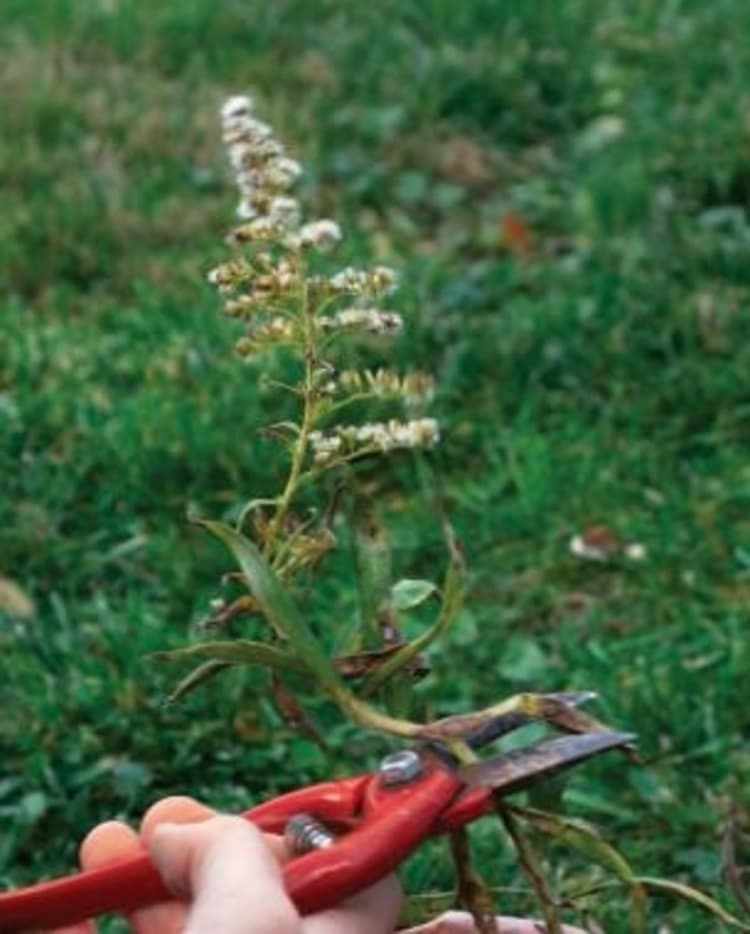 hand holding a red-handled prune cutting a diseased plant