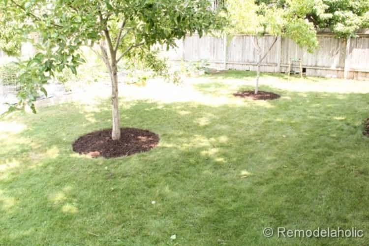 A neatly manicured lawn with wooden fence and 2 well-mulched trees free from weeds