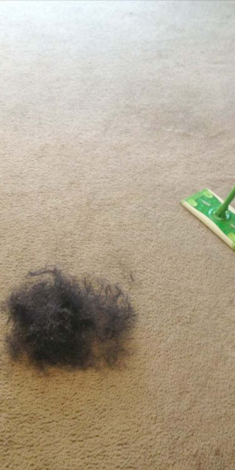 Swiffer: hair in carpet being removed by a swiffer sweeper