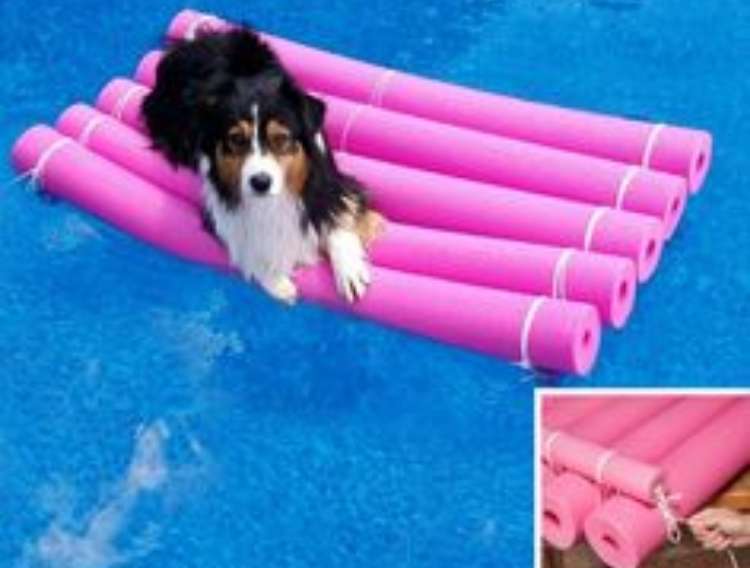 OneCrazyHouse pool storage dog on a raft made from pool noodles floating in a pool