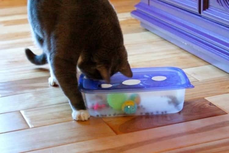cat looking into a Tupperware container with cat toys through a hole on a Tupperware container lid 