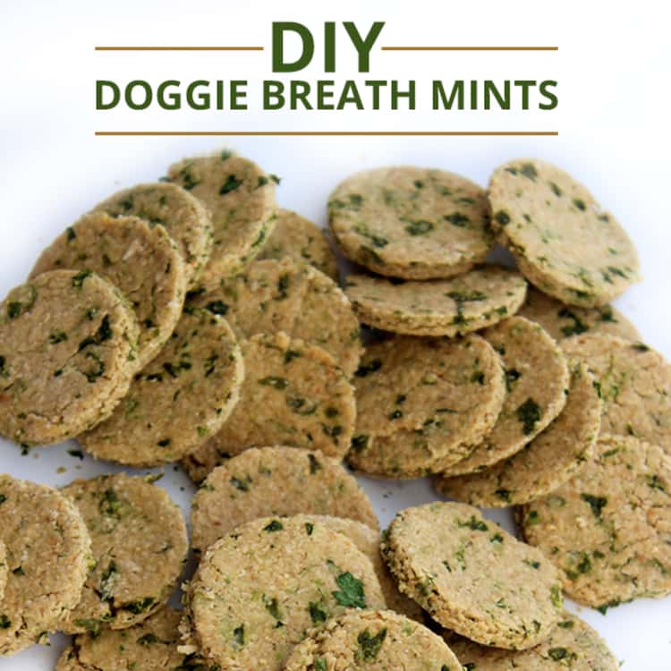 Dog breath mints