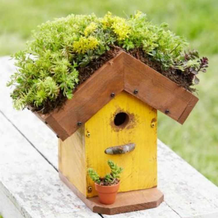 Living roofed birdhouse